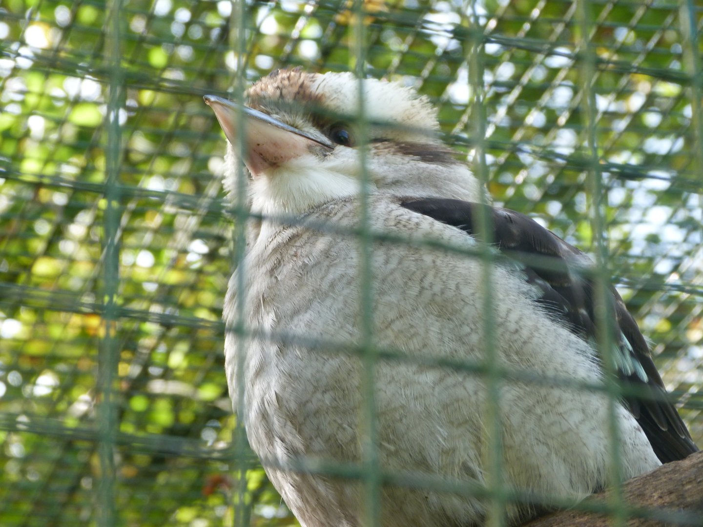 Laughing kookaburra -Zoo de Santillana del Mar (2024)