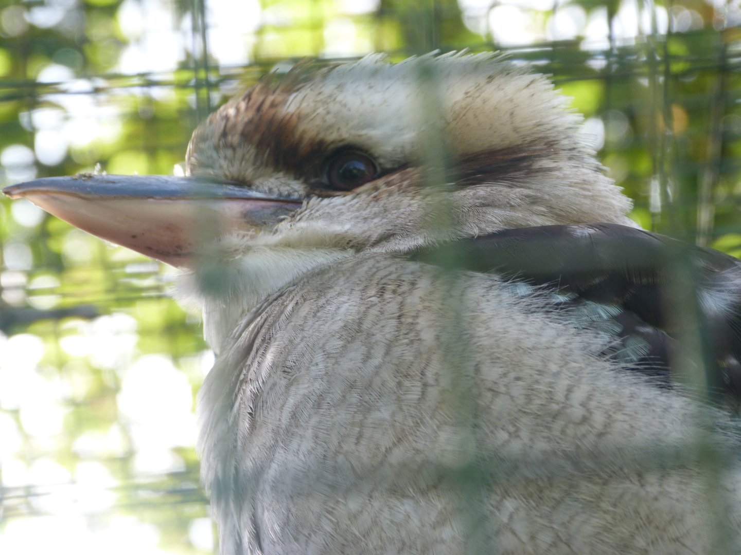 Laughing kookaburra -Zoo de Santillana del Mar (2024)