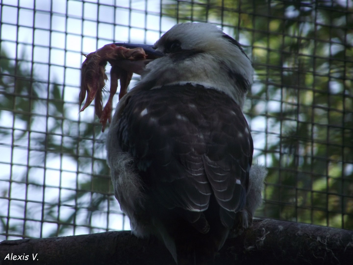 Laughing Kookaburra - Zooparc de Beauval - 04/2019