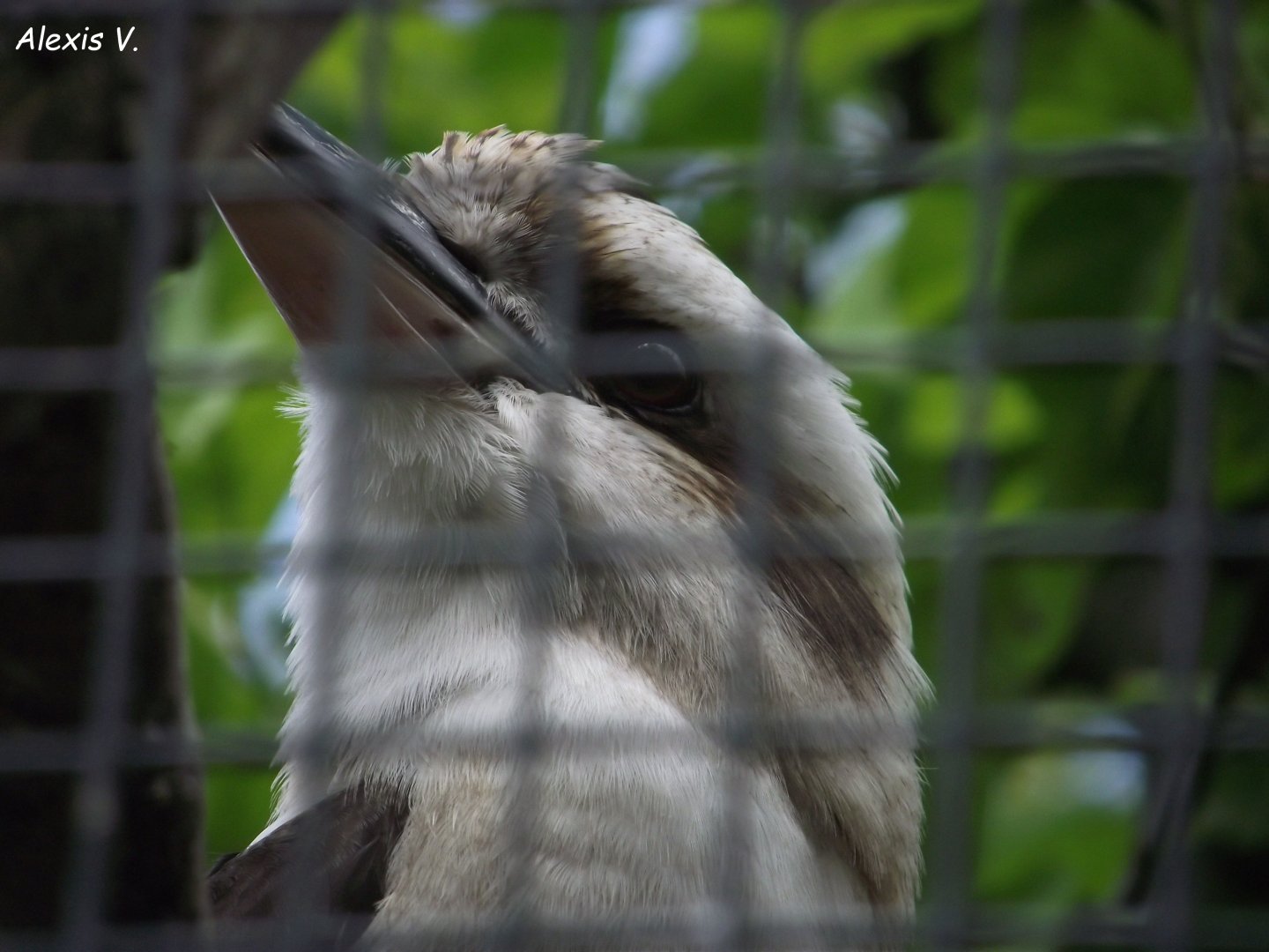 Laughing Kookaburra - Zooparc de Beauval - 05/2021