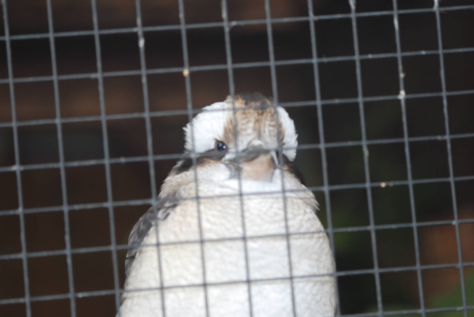 Laughing kookaburra
