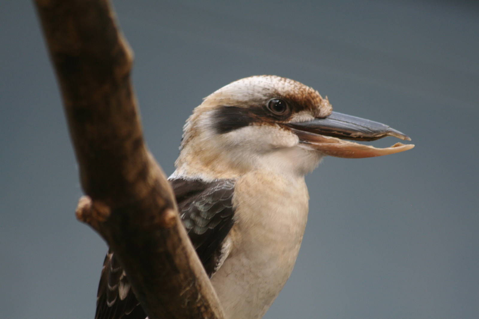 Laughing Kookaburra