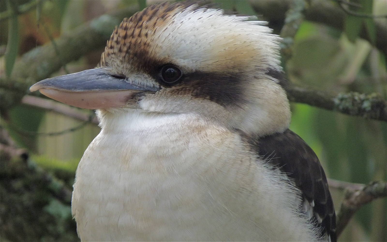 Laughing Kookaburra