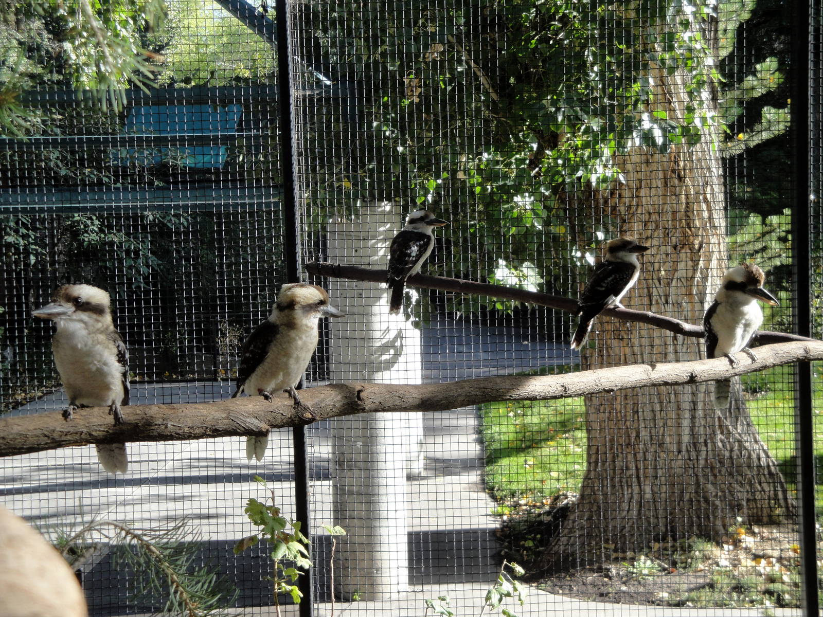 Laughing Kookaburra