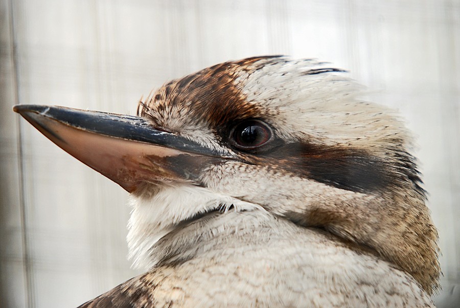 Laughing Kookaburra