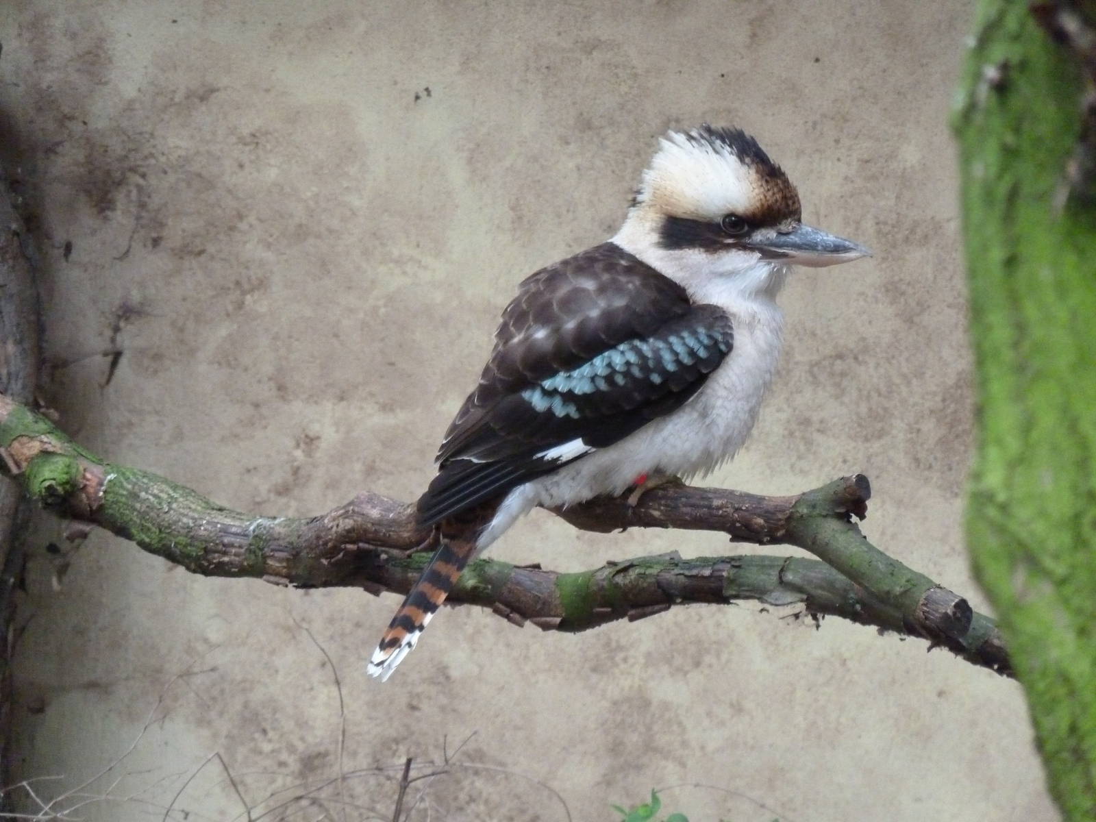Laughing kookaburra