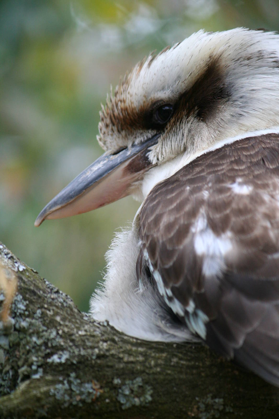 Laughing kookaburra