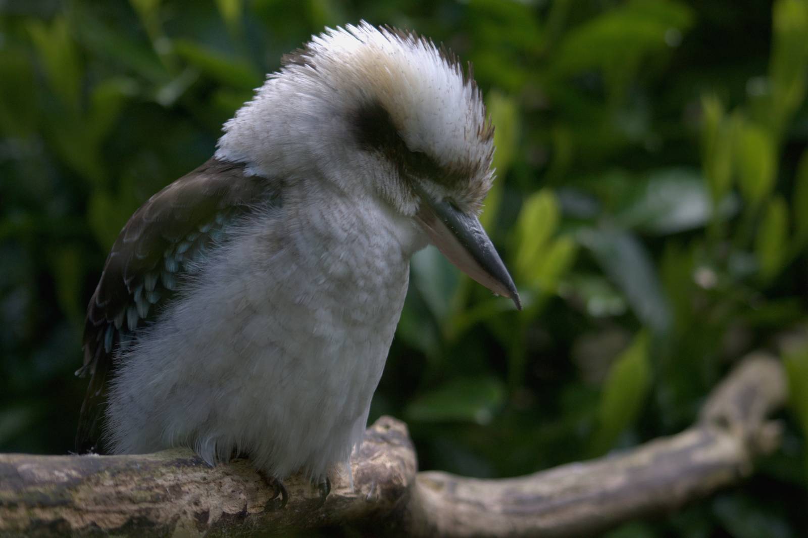 Laughing Kookaburra