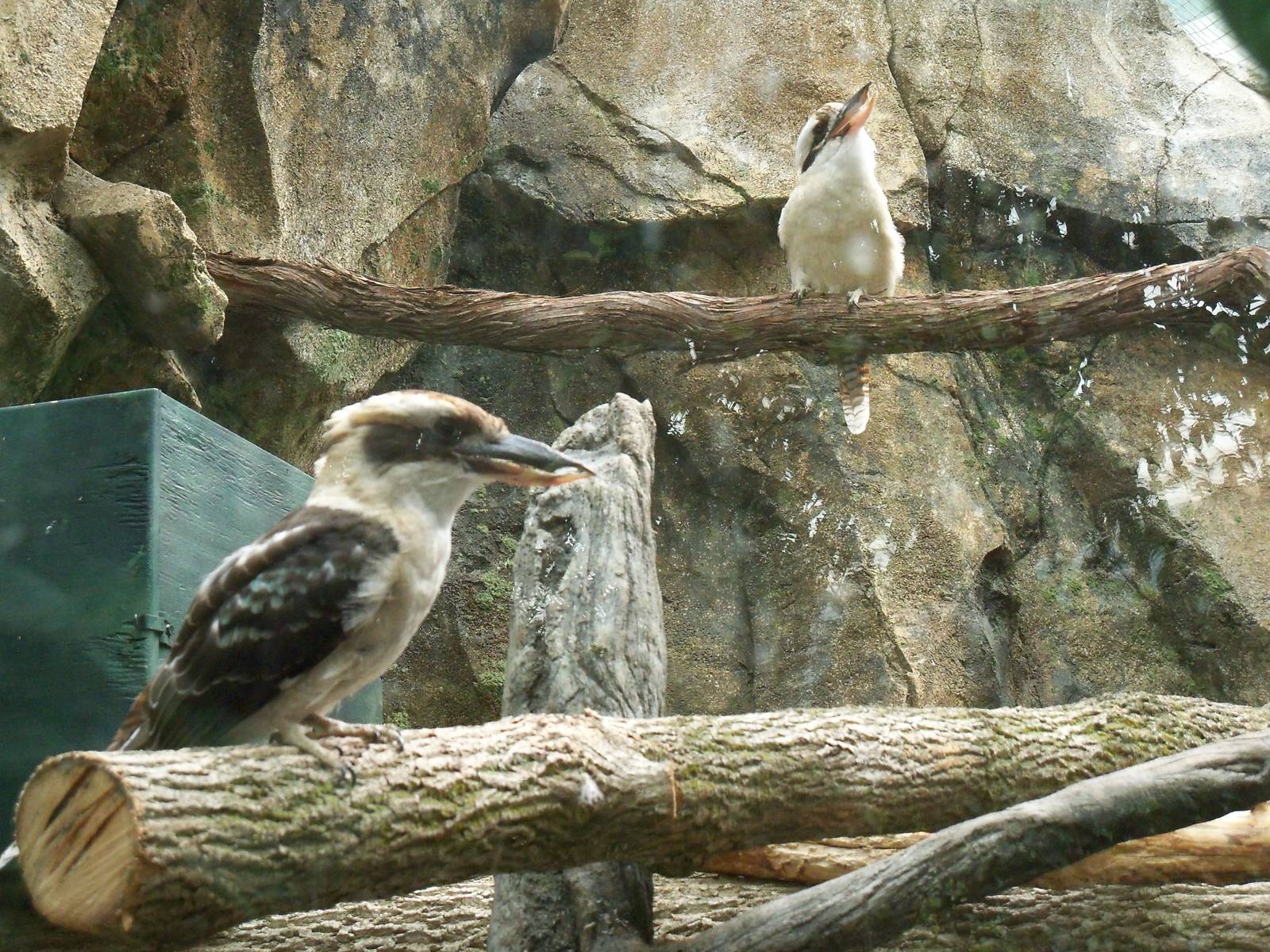 Laughing Kookaburra