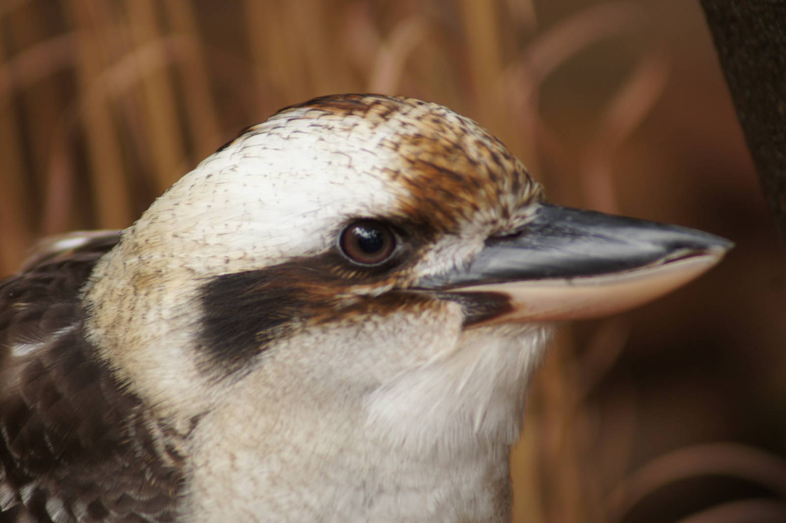 Laughing Kookaburra