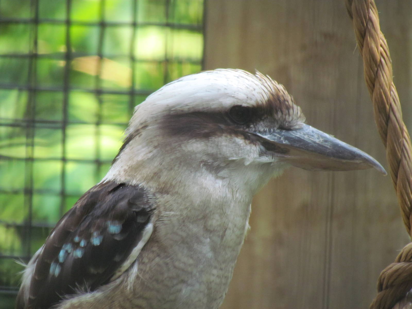 Laughing Kookaburra