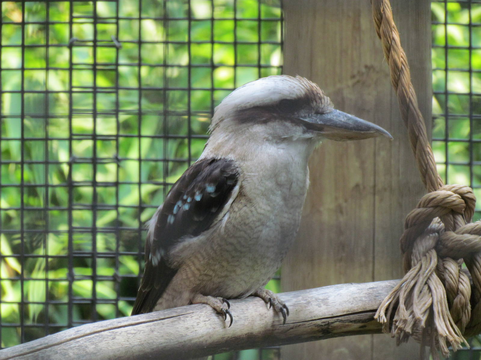 Laughing Kookaburra