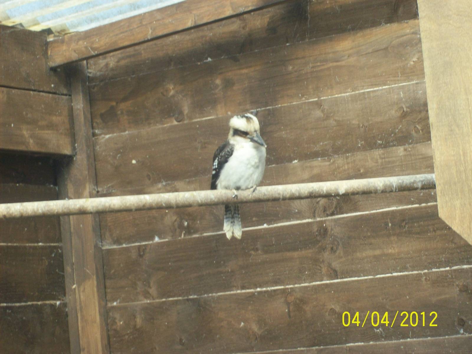 laughing kookaburra
