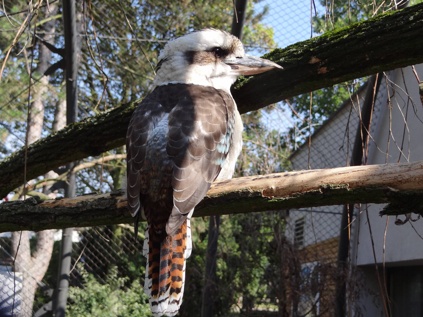 Laughing Kookaburra