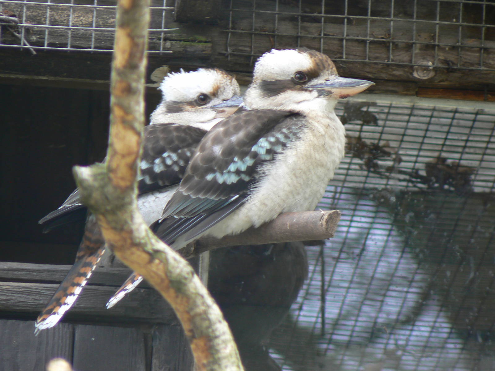 Laughing Kookaburra