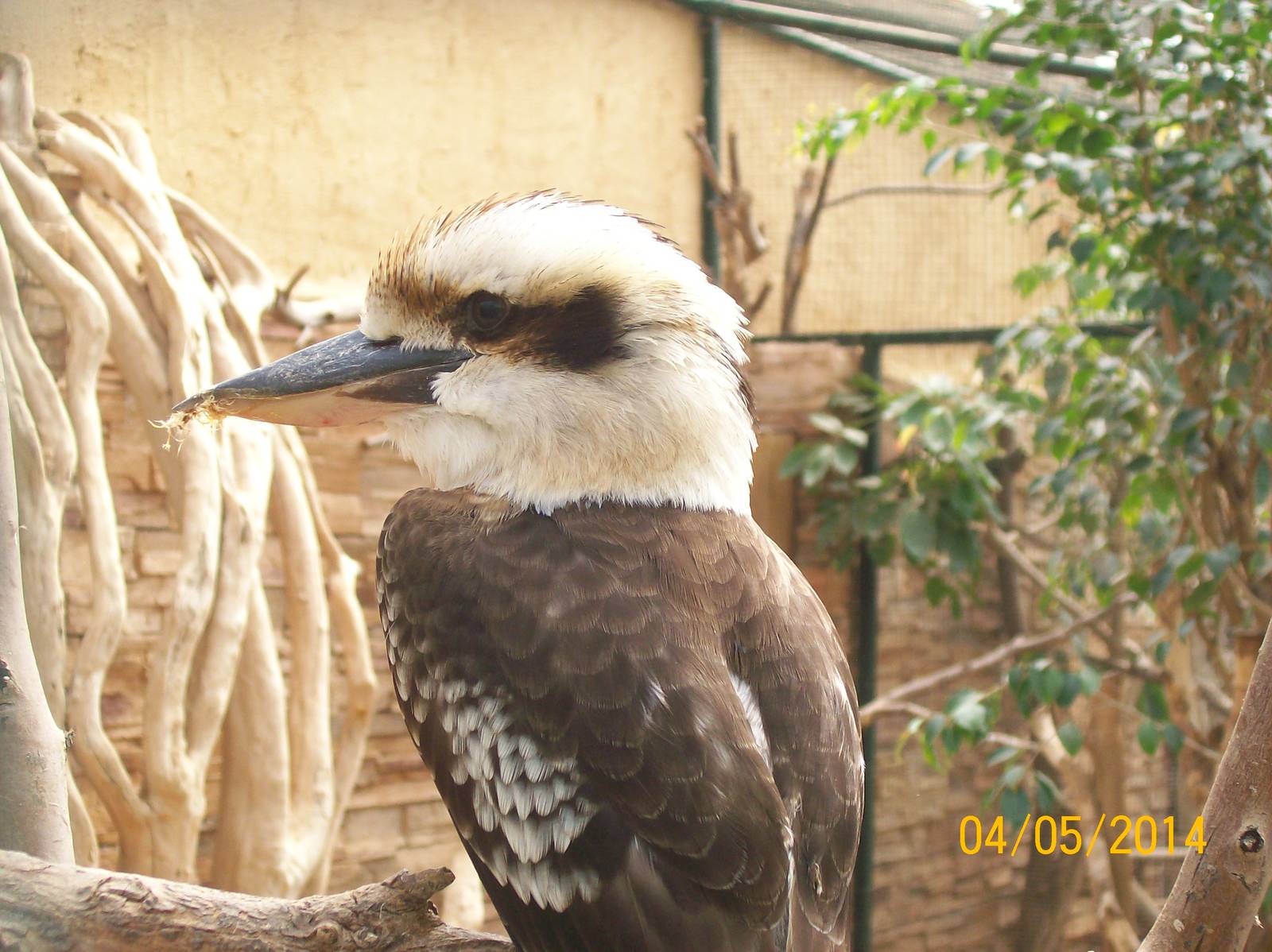 Laughing kookaburra