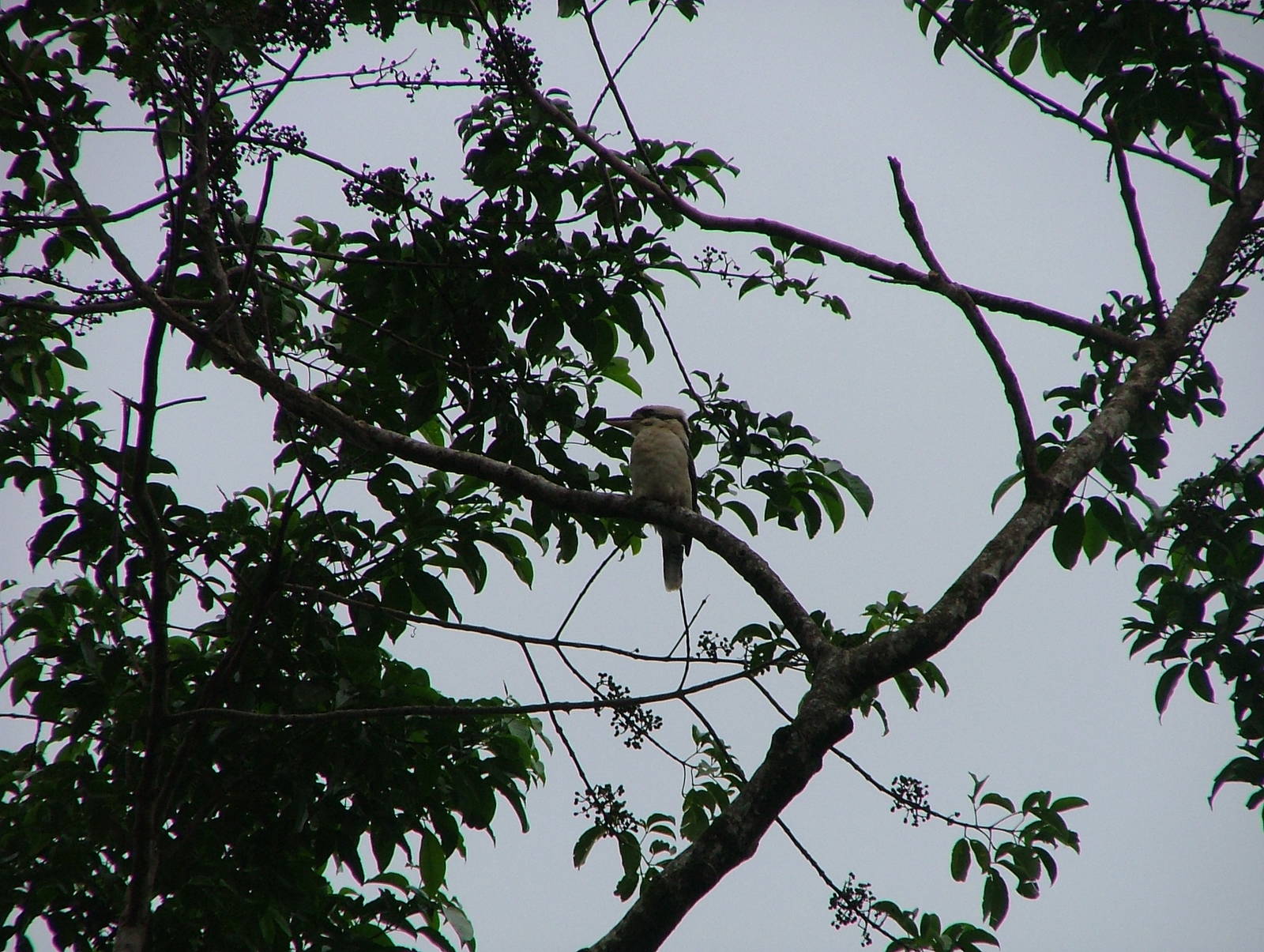 Laughing kookaburra