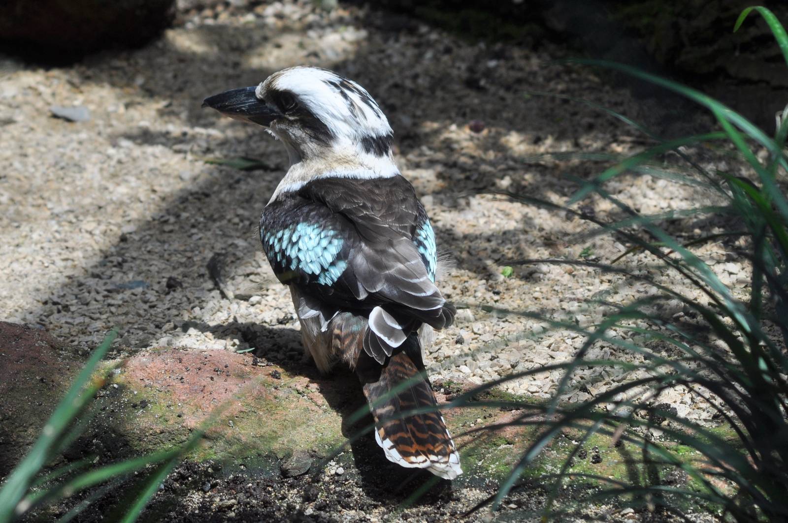 Laughing Kookaburra