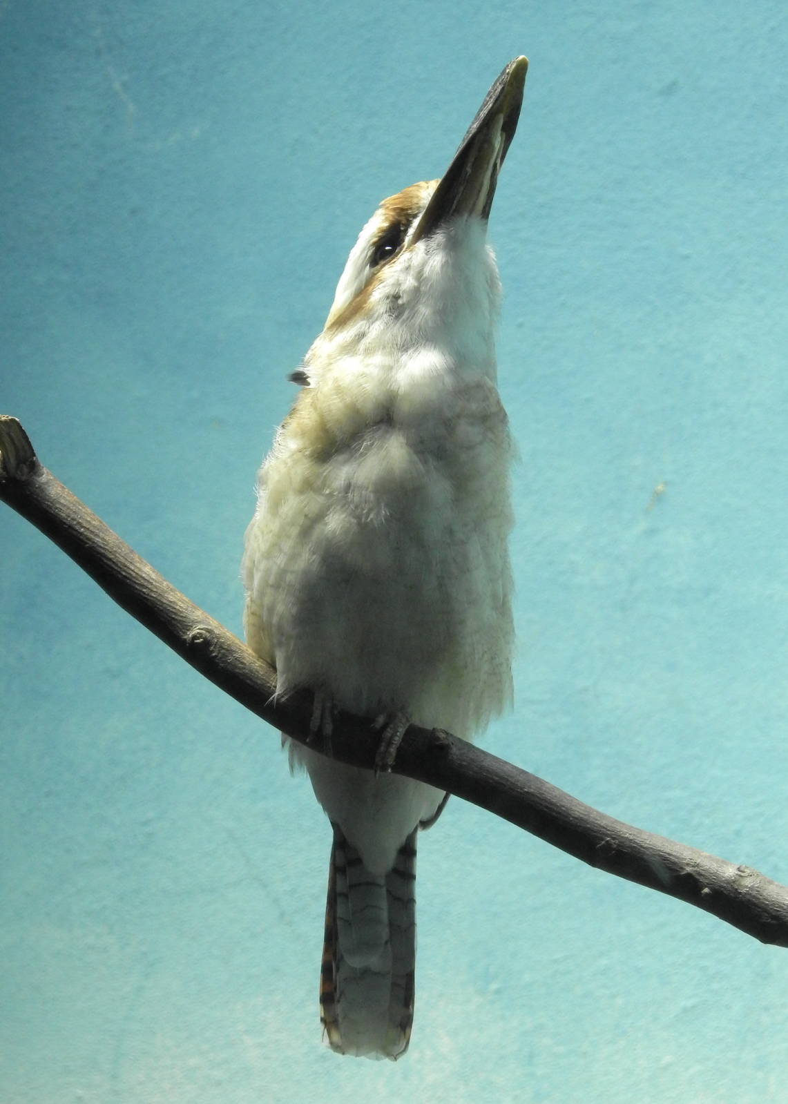 Laughing Kookaburra