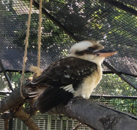 Laughing Kookaburra