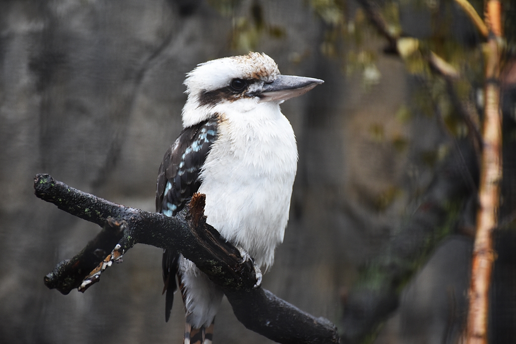 Laughing kookaburra