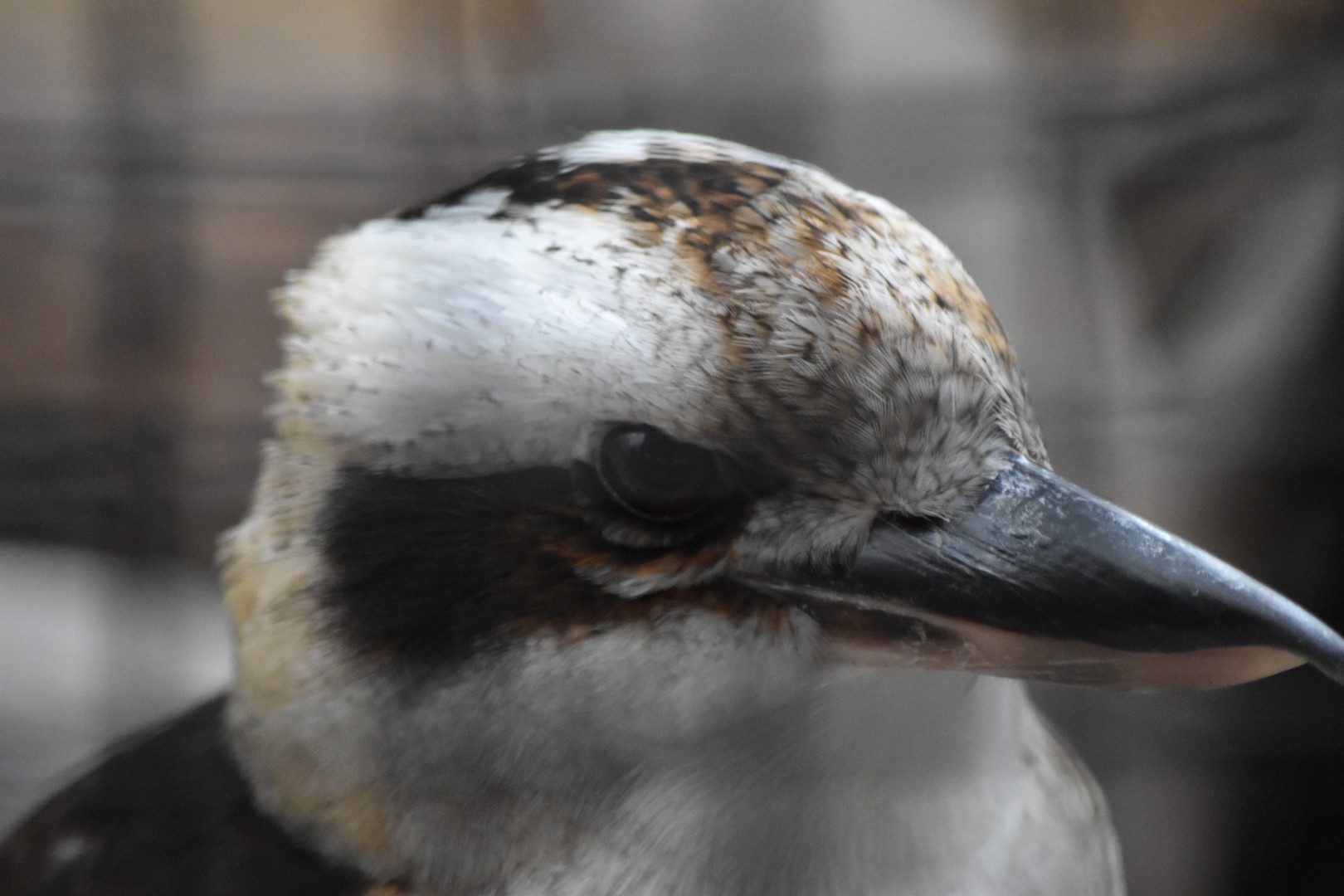 Laughing kookaburra