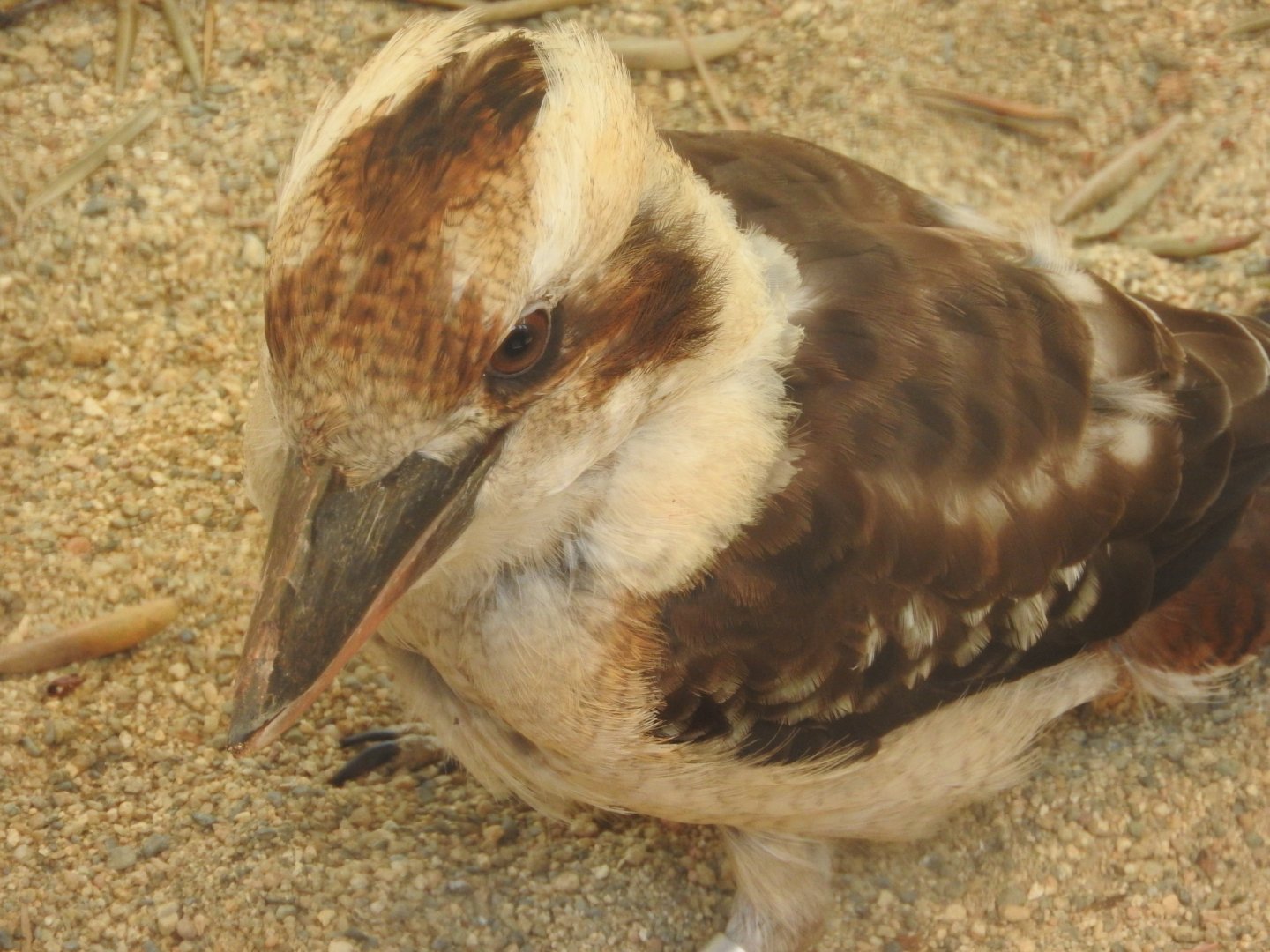 Laughing Kookaburra