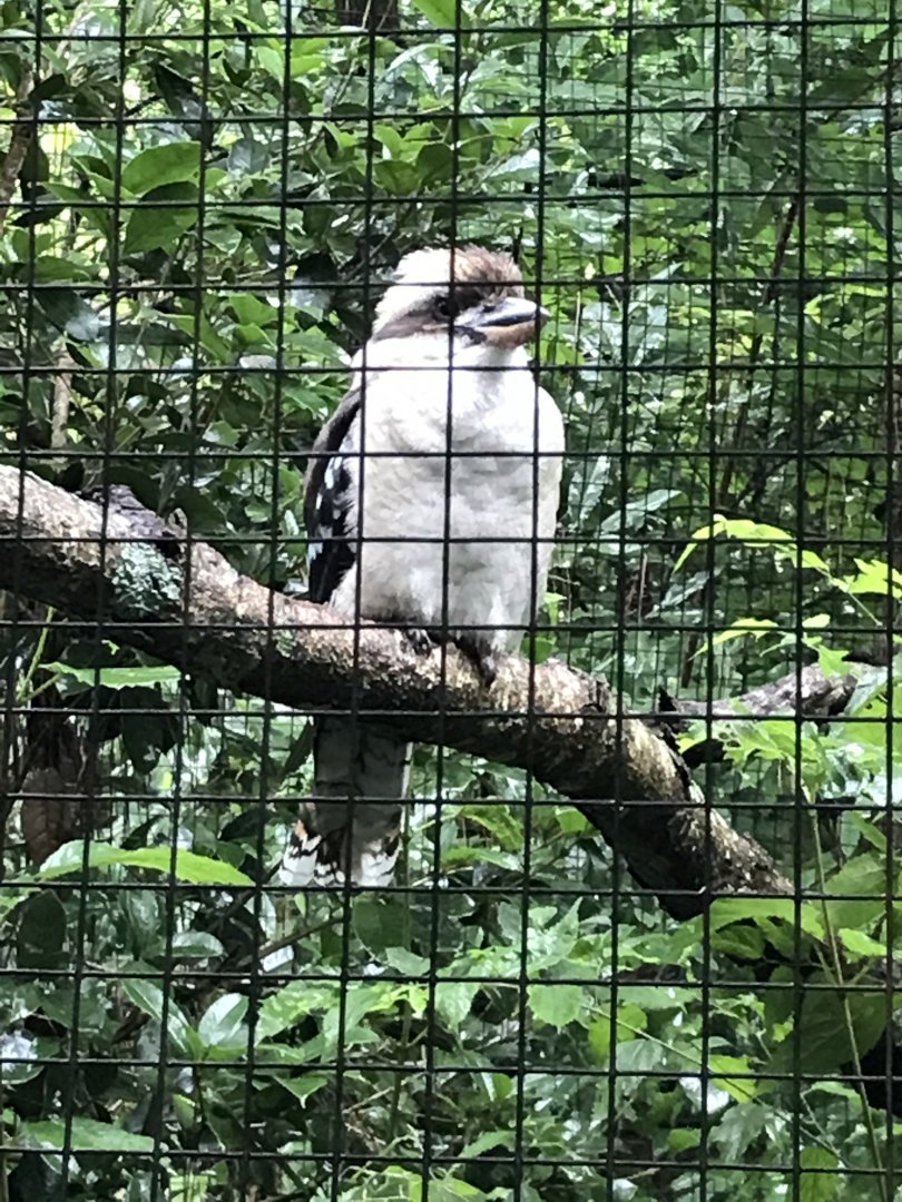 Laughing kookaburra