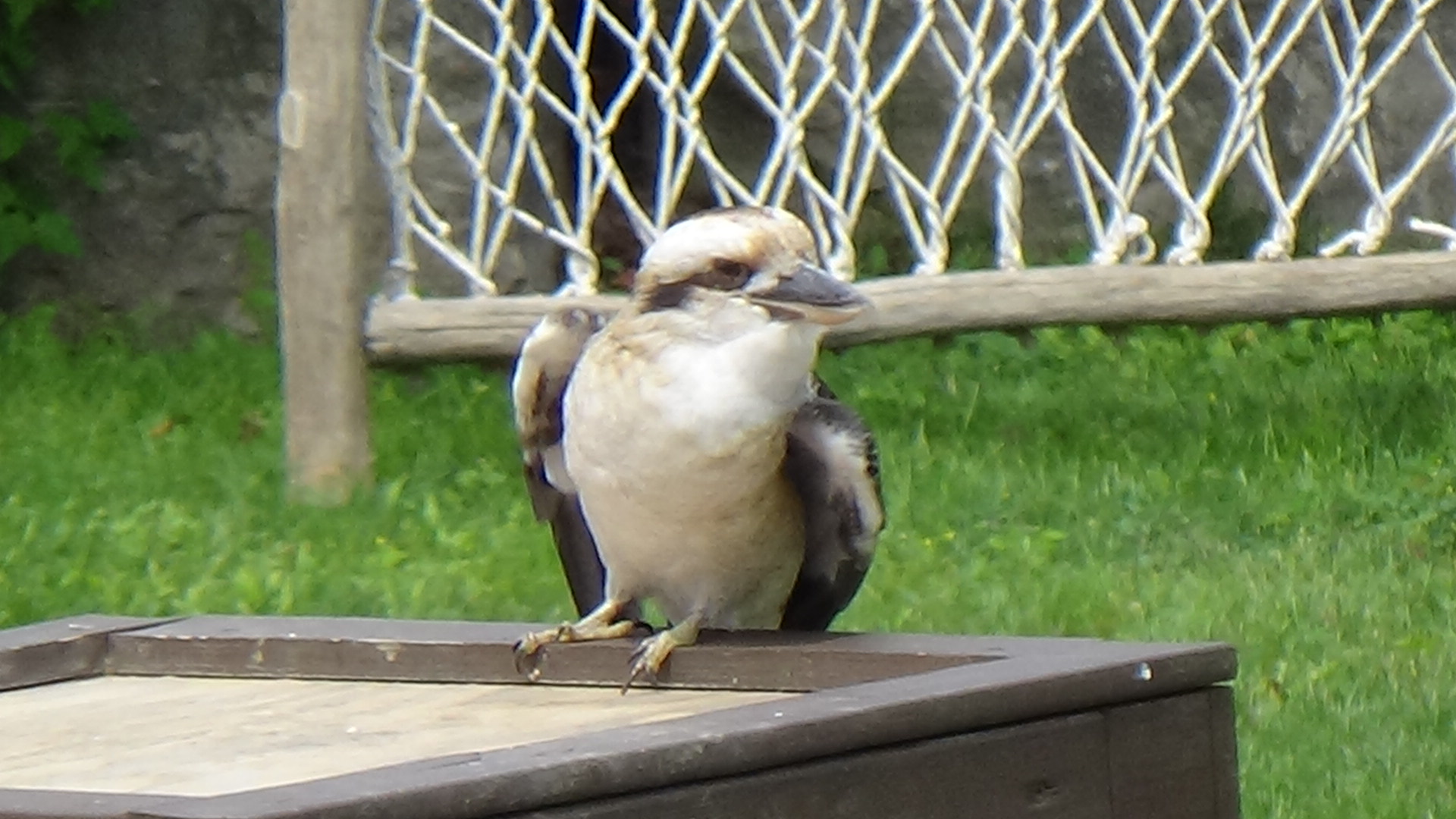 Laughing kookaburra