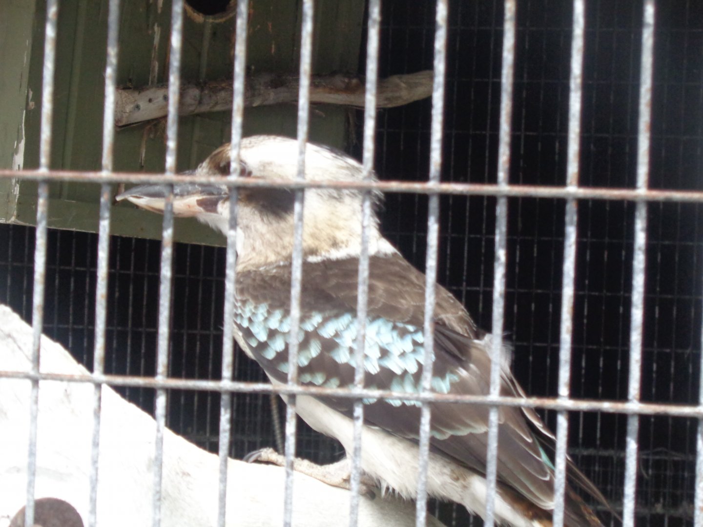 Laughing kookaburra