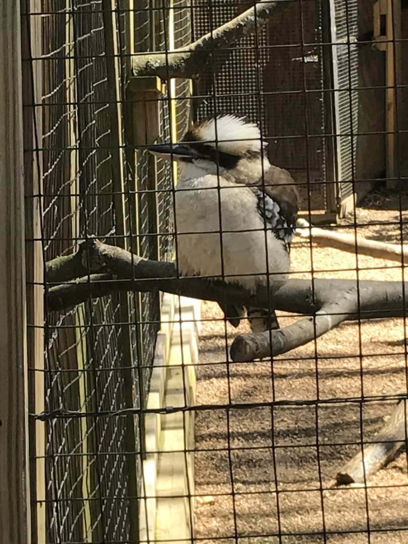 Laughing kookaburra