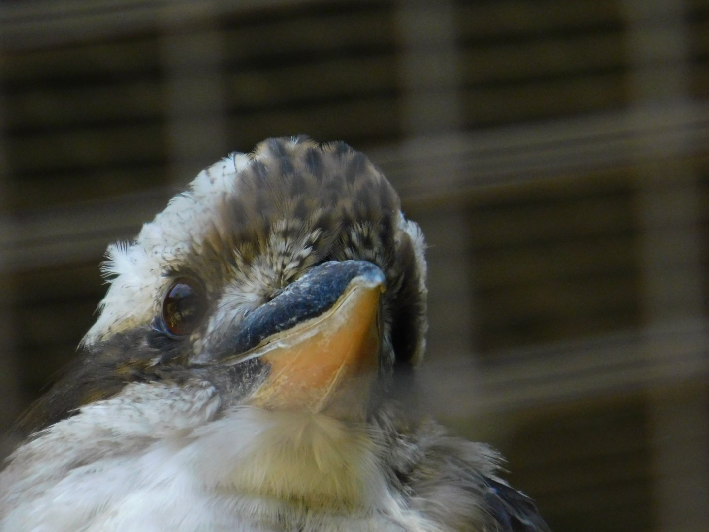 Laughing Kookaburra