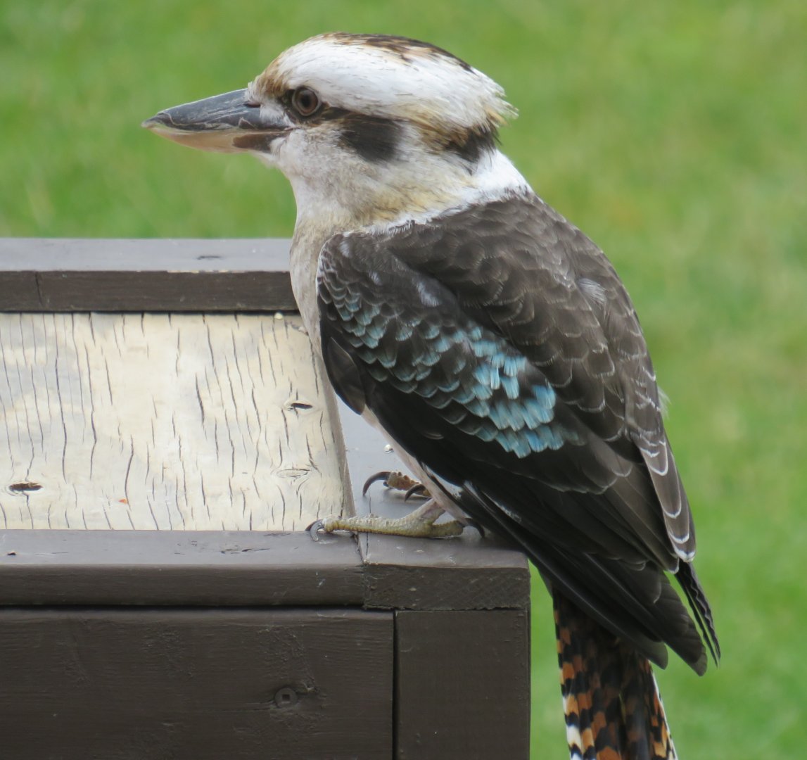 Laughing kookaburra