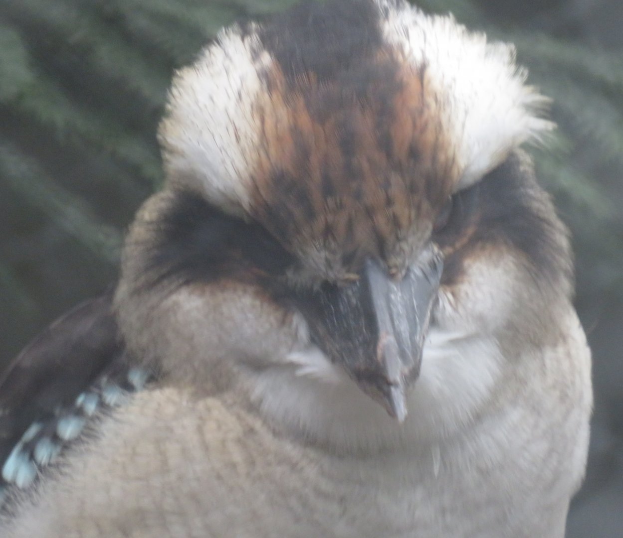 Laughing kookaburra