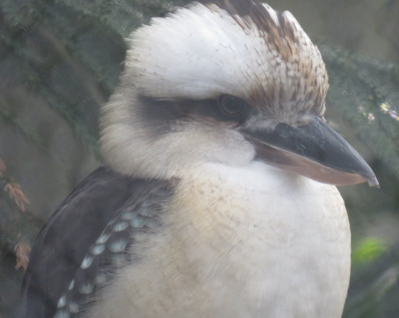 Laughing kookaburra