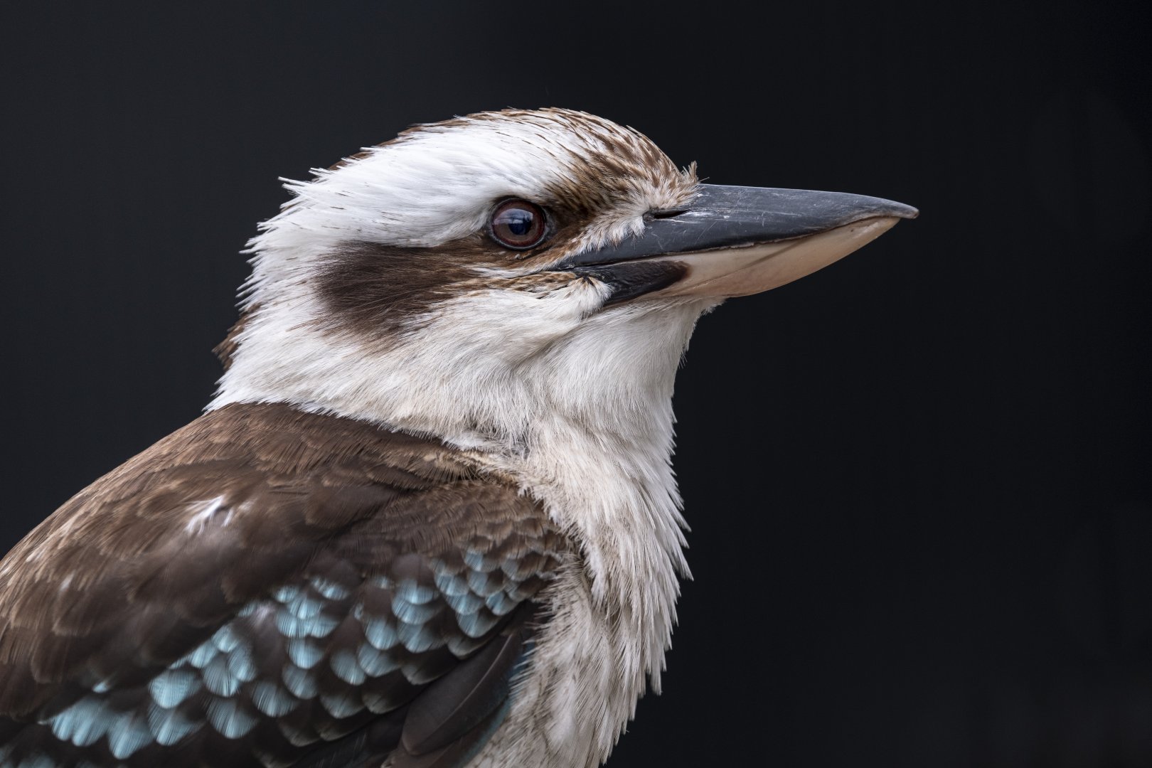 Laughing Kookaburra