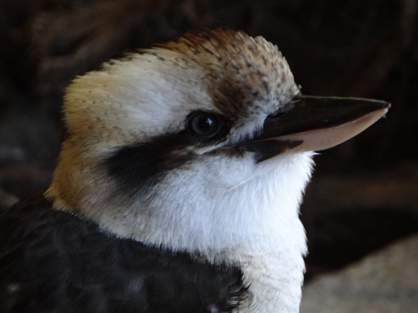 Laughing Kookaburra