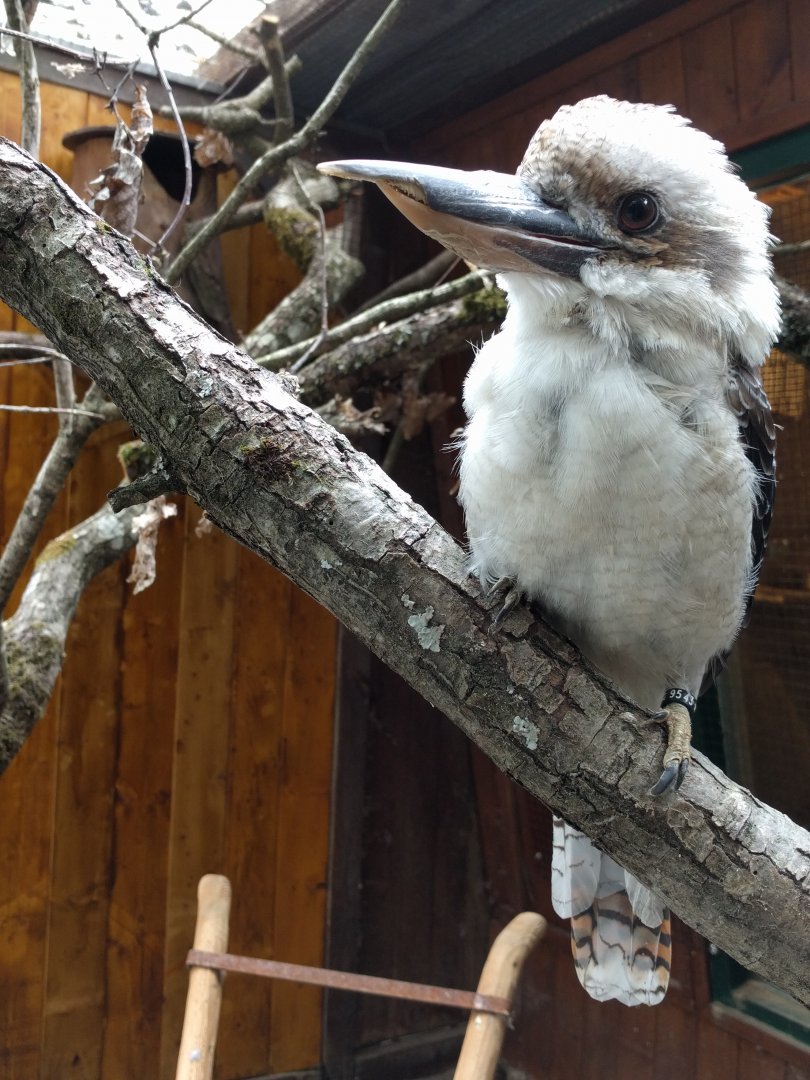 Laughing kookaburra