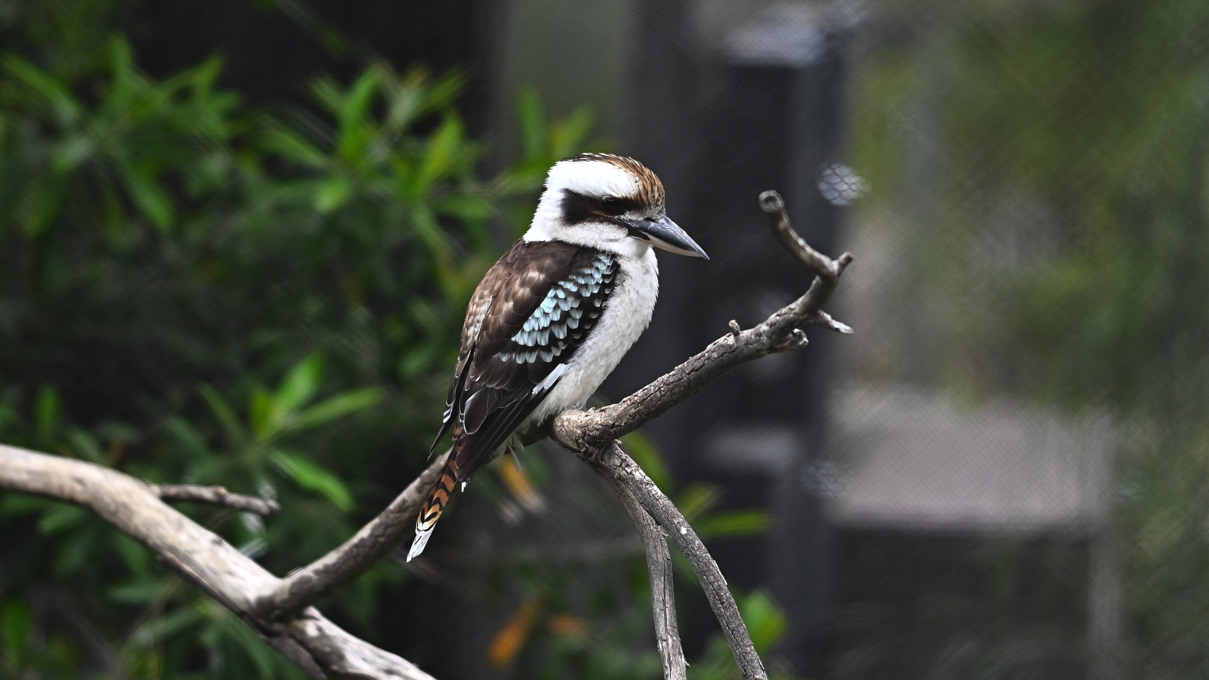 Laughing Kookaburra