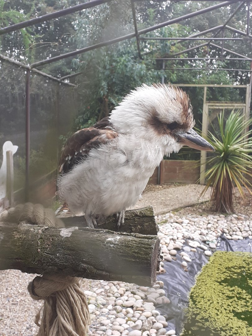 Laughing kookaburra