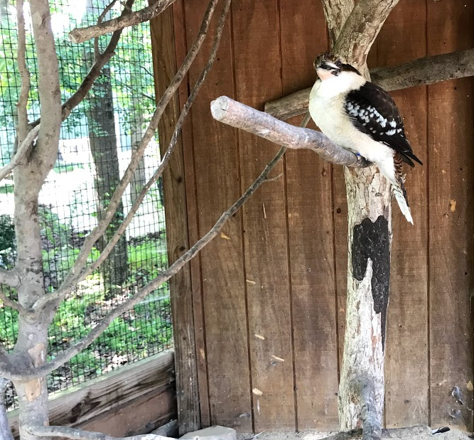 Laughing Kookaburra