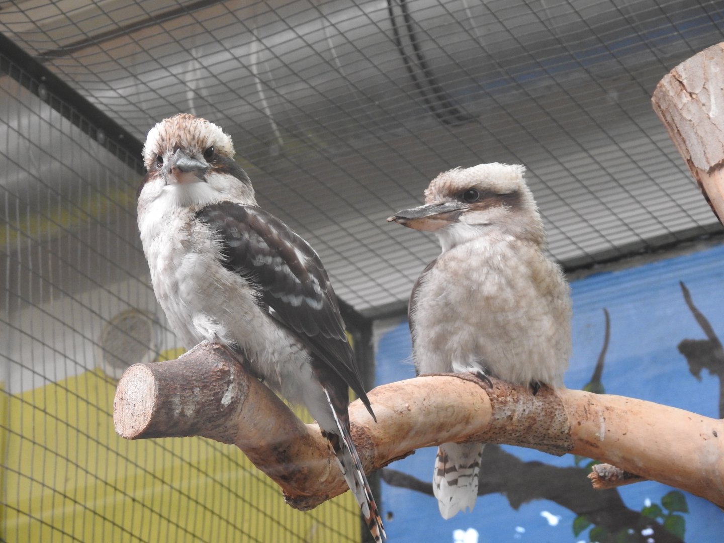 Laughing Kookaburra