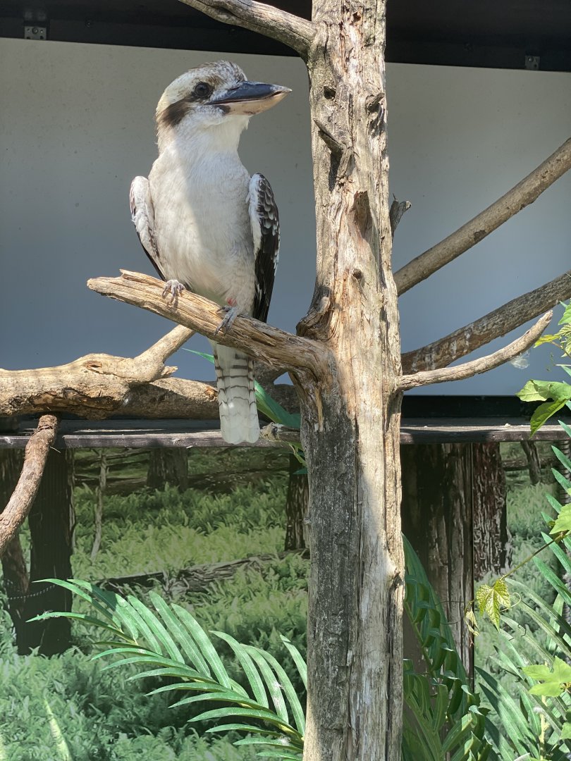 Laughing kookaburra