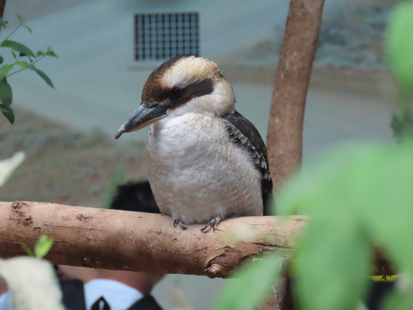 Laughing kookaburra
