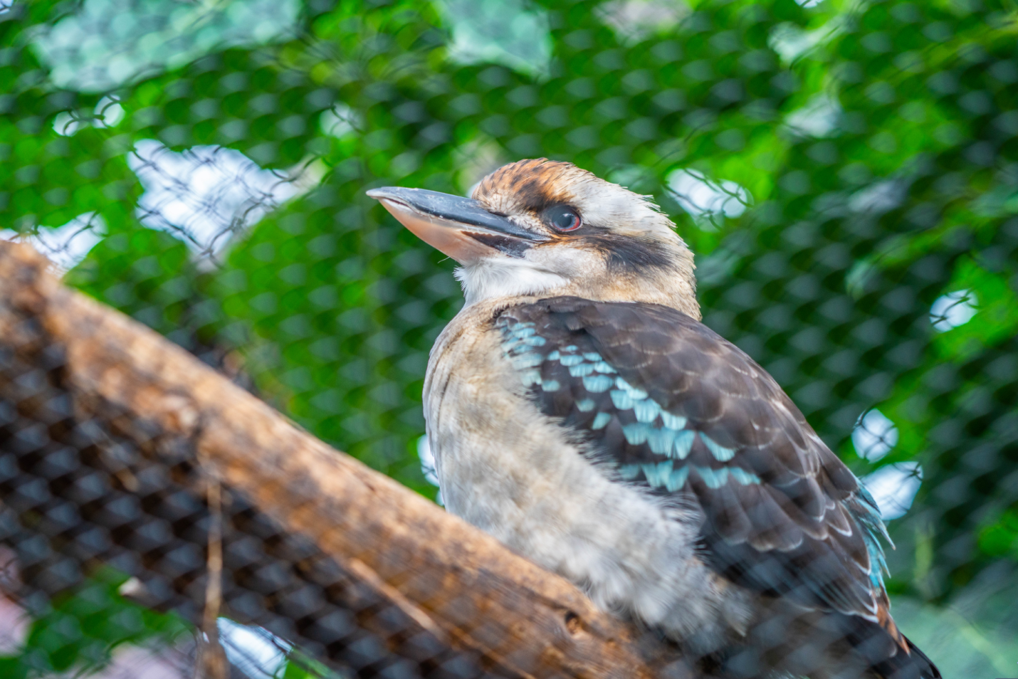 Laughing Kookaburra