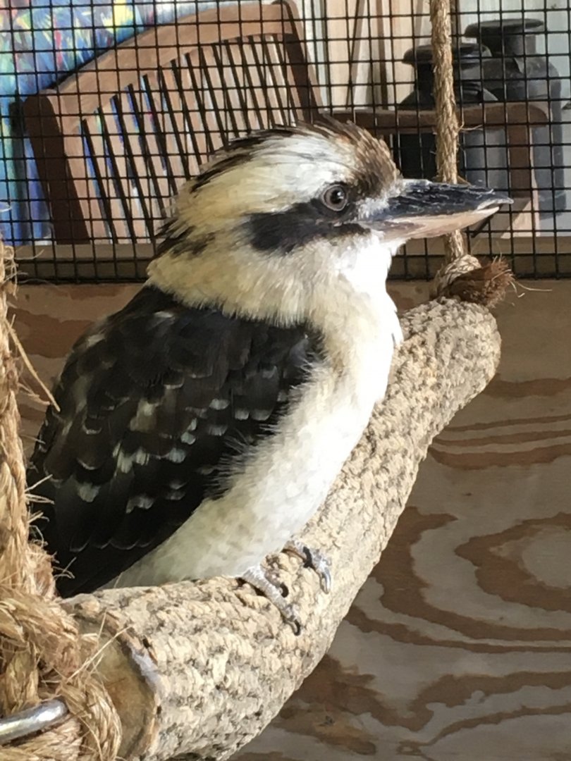 Laughing Kookaburra