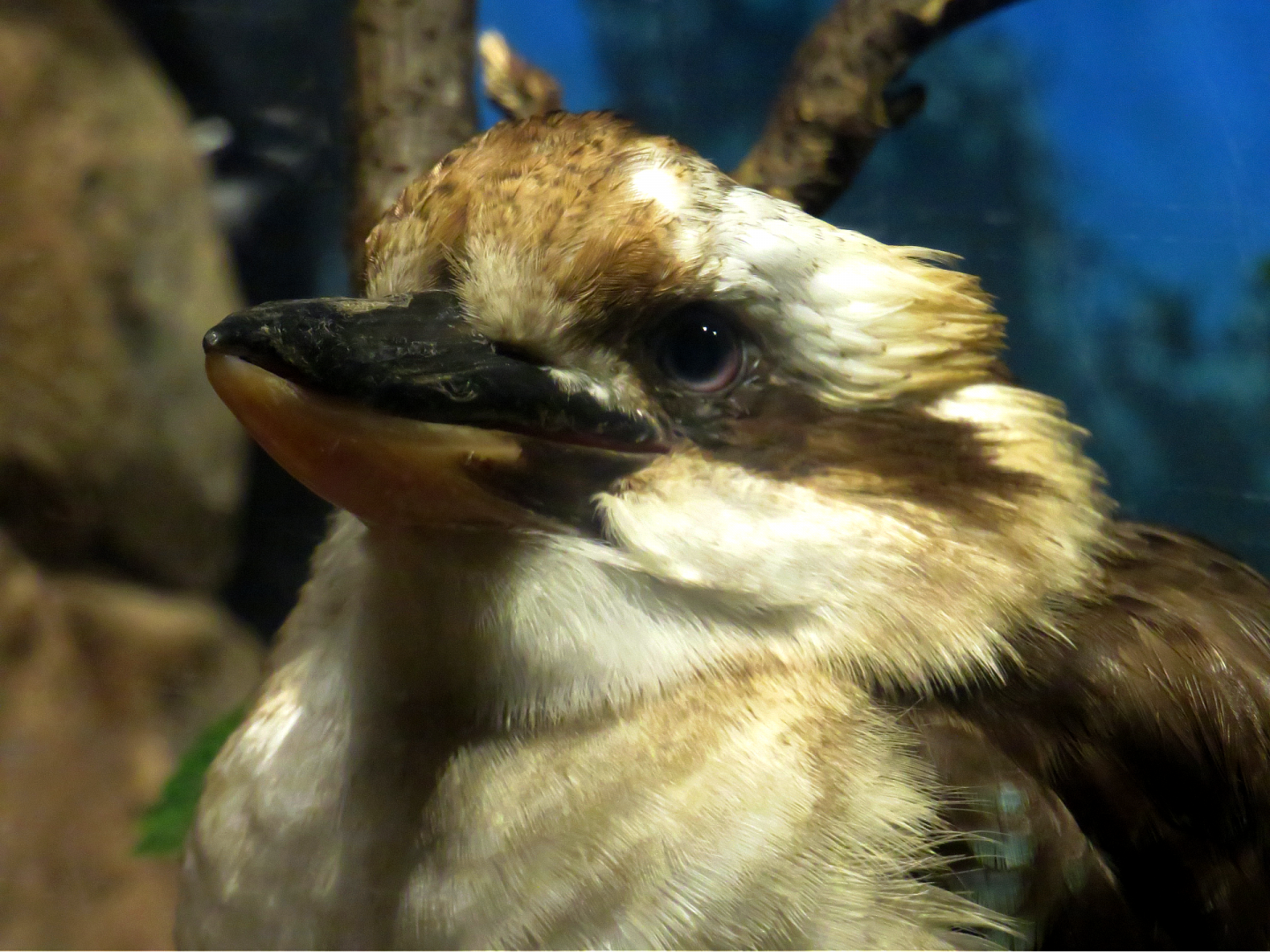 Laughing kookaburra