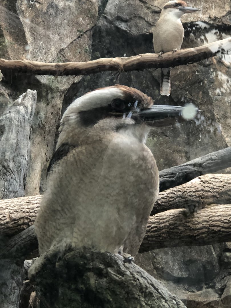 Laughing Kookaburra