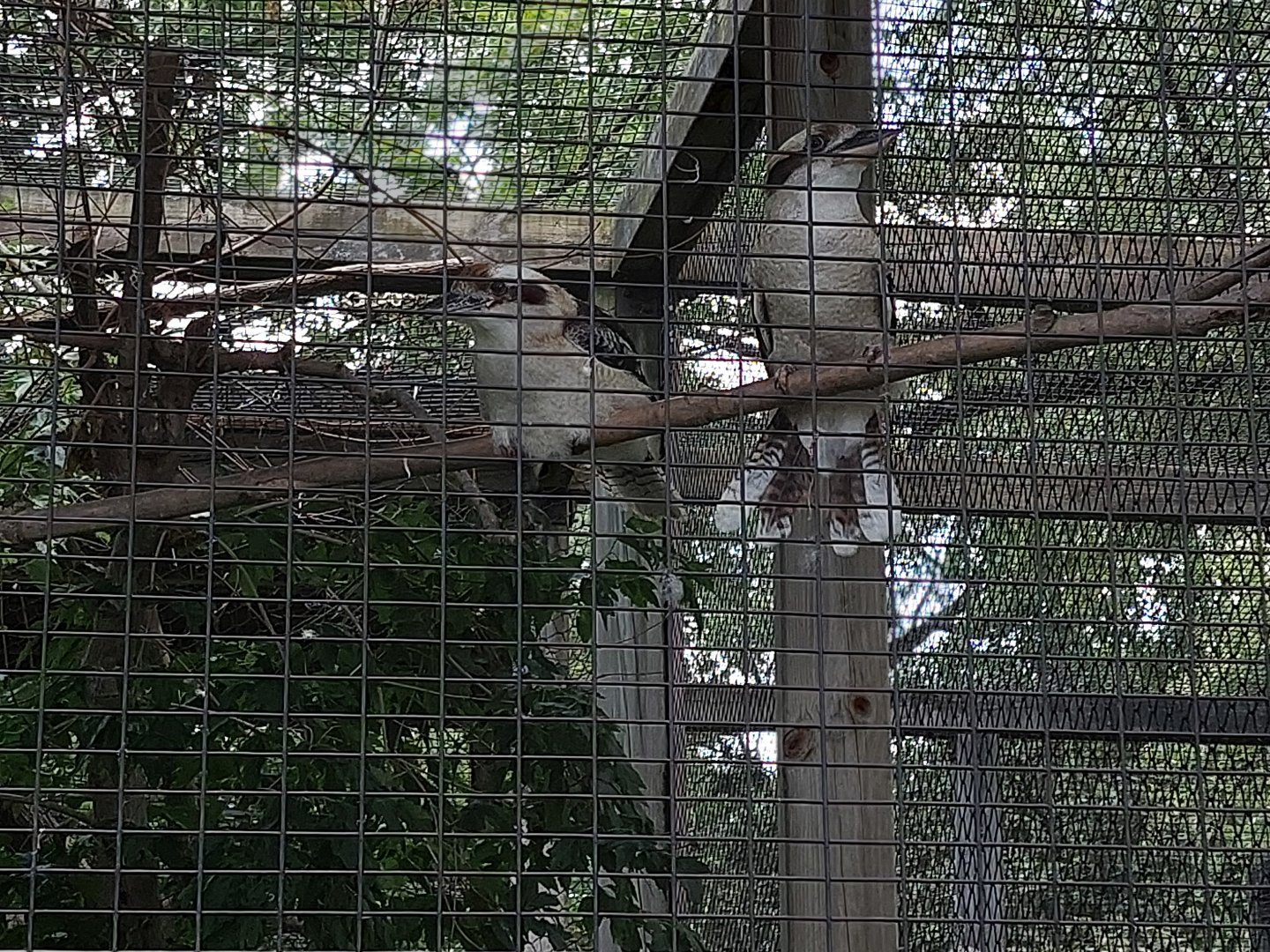 Laughing Kookaburra