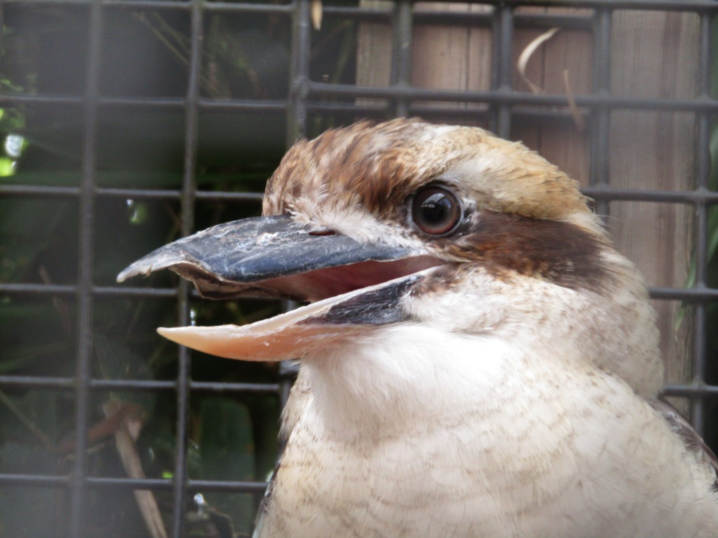 Laughing Kookaburra
